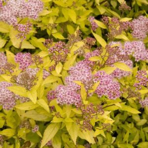Spirea - Magic Carpet (Various Sizes) - Image 1