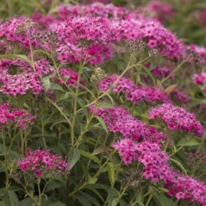 Spirea - Neon Flash (Various Sizes) - Image 1