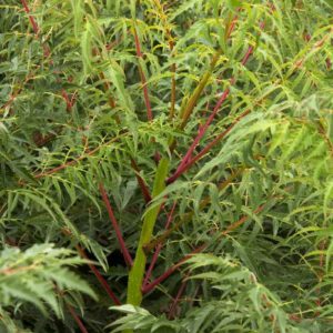 Sumac - Cutleaf Staghorn #5 - Image 1