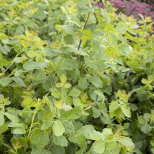 Sumac - Fragrant Gro-Low (Various Sizes) - Image 1