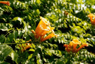trumpet creeper yellow