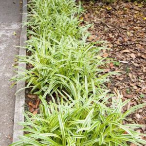 Variegated Liriope 4" - Image 1