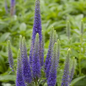 Veronica - Royal Candles #1 - Image 1
