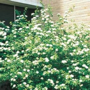 Viburnum - Blackhaw #5 - Image 1