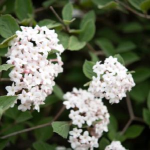 Viburnum - Korean Spice #3/#5 - Image 1