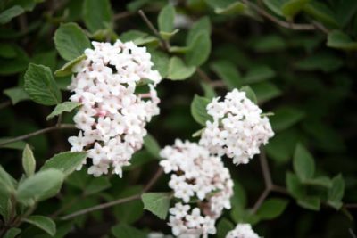 viburnum korean spiced