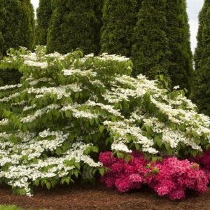 Viburnum - Mariesii (Various Sizes) - Image 1