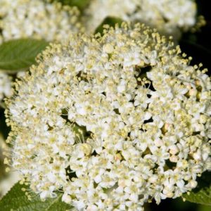 Viburnum - Mohican #5 - Image 1