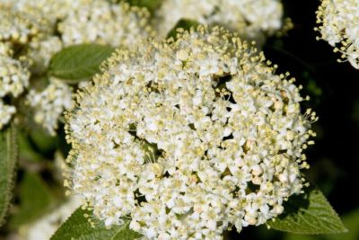 viburnum mohican