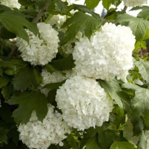 Viburnum - Snow Ball #5 - Image 1