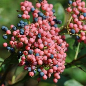 Viburnum - Winterthur #5 - Image 1