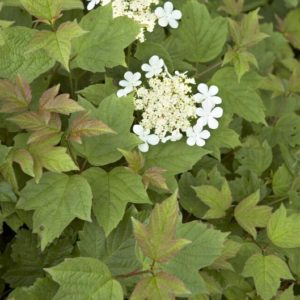 Viburnum - Opulus Nana (Various Sizes) - Image 1