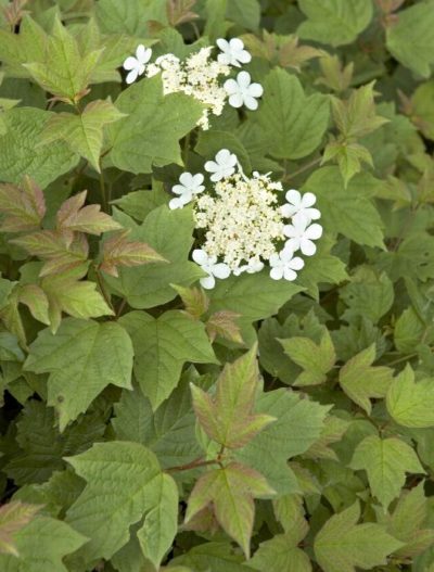 virburnum opulus