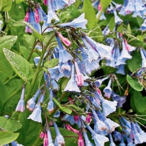 Virginia Blue Bell - Quart - Image 1