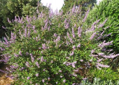 vitex