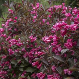 Weigela - #2 - Image 1