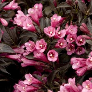 Weigela - Dark Horse #3 - Image 1