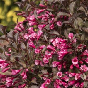 Weigela - Fine Wine #3 - Image 1