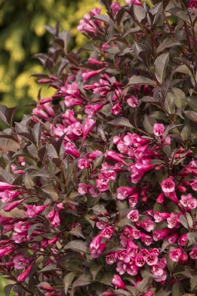 weigela fine wine