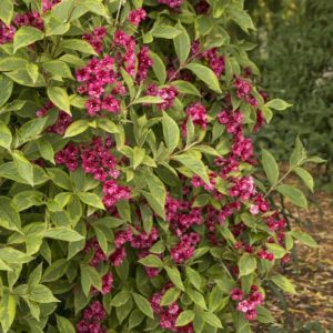 Weigela - French Lace #3 - Image 1