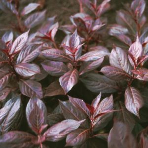Weigela - Midnight Wine #2 - Image 1