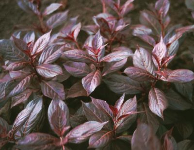 weigela midnight wine
