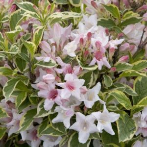 Weigela - Variegated Nana #2/#3 - Image 1