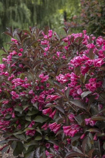 weigela wine and roses