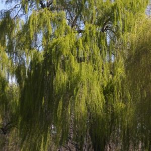 Willow - Weeping B&B 2.5' - Image 1