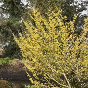 Witch Hazel - Arnold's Promise (Various Sizes) - Image 1