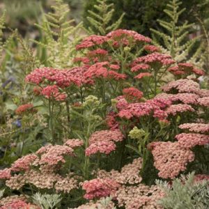 Yarrow - Pink #1 - Image 1