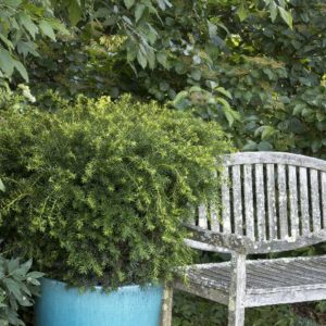 Taxus Yew - Densiformis B&B 24-30' - Image 1
