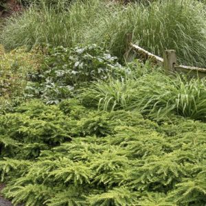 Taxus Yew - Emerald Spreader (Various Sizes) - Image 1