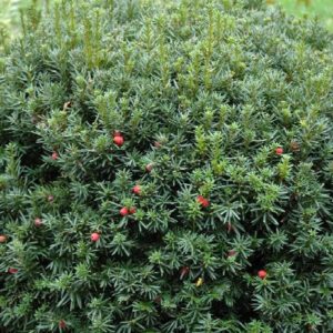 Taxus Yew - Hicksii (Various Sizes) - Image 1