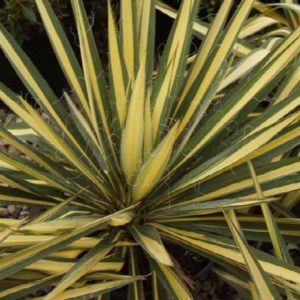 Yucca - Color Guard #3 - Image 1