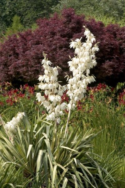 yucca golden sword